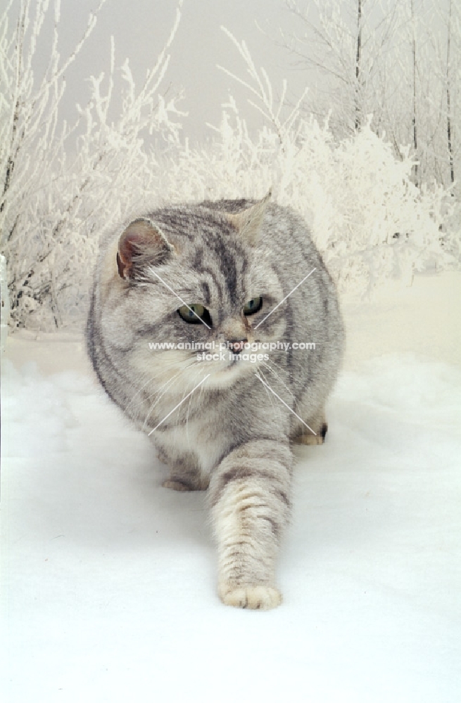 British Shorthair walking in snow