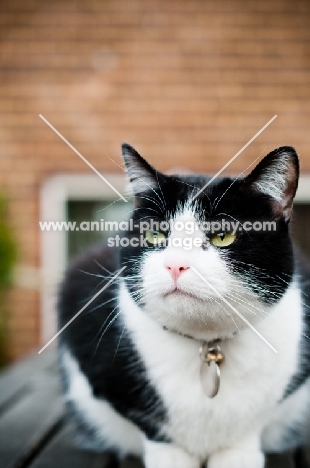 bi-coloured short haired cat outside