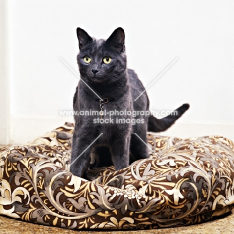 russian blue cat wearing name tag on a bean bag