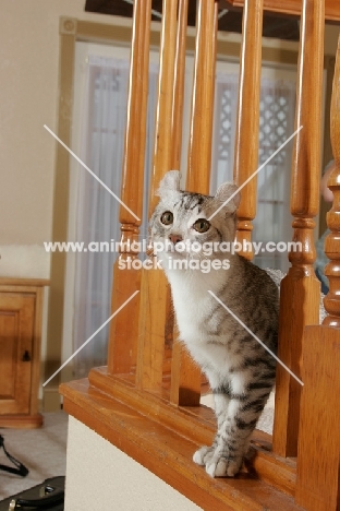 American Curl on stairs