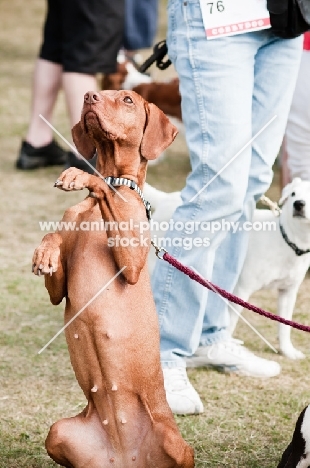 young Hungarian Vizsla on lead