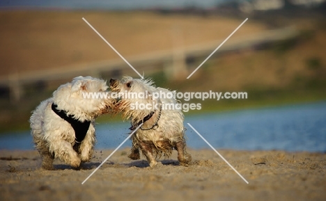 two West Highland White Terriers playing on beach