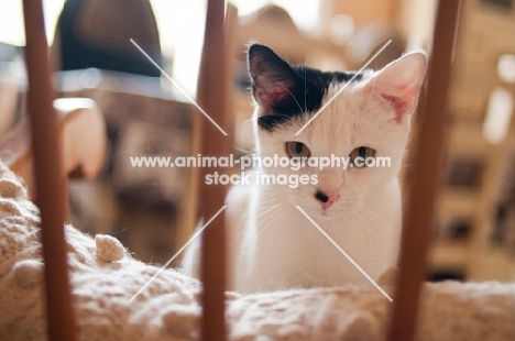 Household pet behind chair