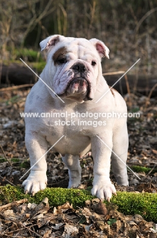 young Bulldog in autumn