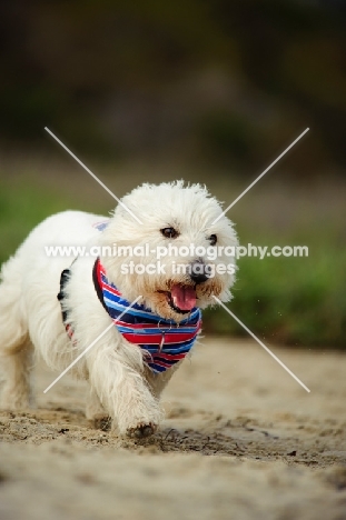 West Highland White Terrier wearing scarf