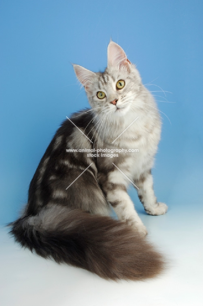 silver tabby maine coon, sitting