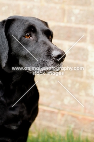 black Labrador Retriever portrait