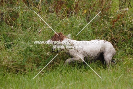 English springer spaniel, working type, searching