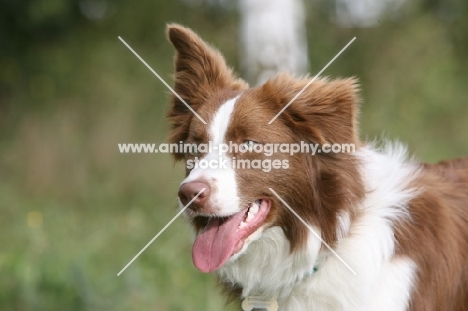 brown and white Border Collie