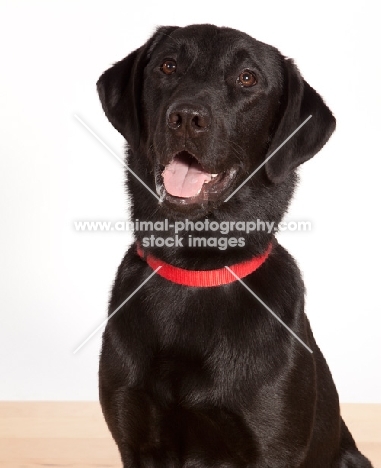 black Labrador Retriever