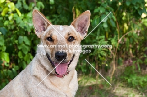 Happy cattle dog cross with greenery background.