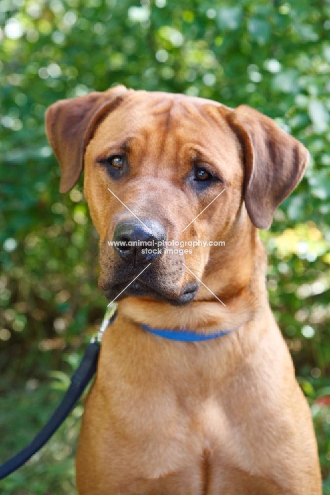 Rhodesian Ridgeback outside