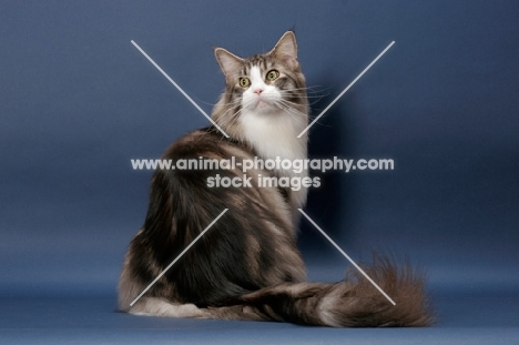 Silver Classic Tabby & White Maine Coon