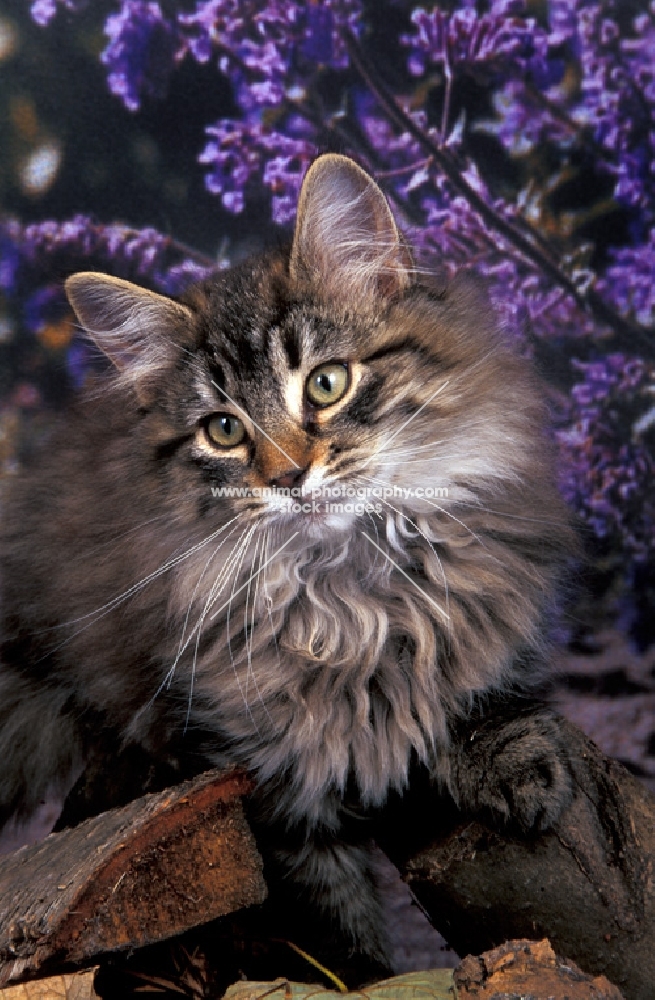 soft norwegian forest kitten 