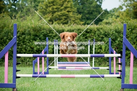 Nova Scotia Duck Tolling Retriever jumping fences