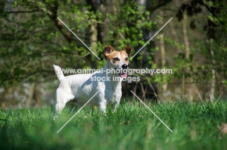 Jack Russell Terrier standing on grass