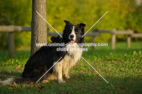 black and white border collie sitting in a park