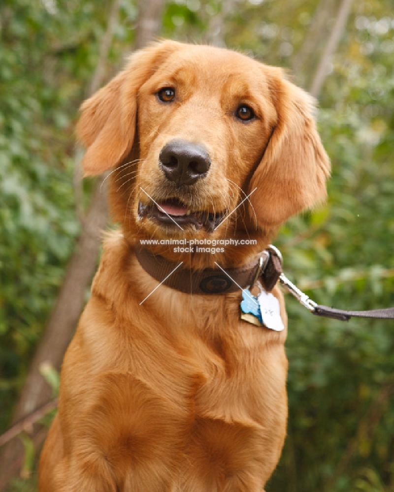 Golden Retriever on lead