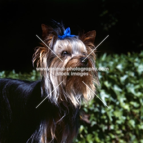 yorkshire terrier portrait