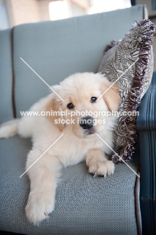 golden retriever puppy posing on couch