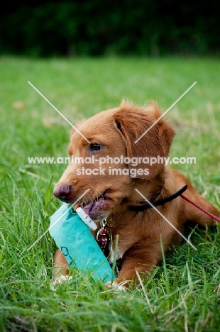 Nova Scotia Duck Tolling Retriever with dummy