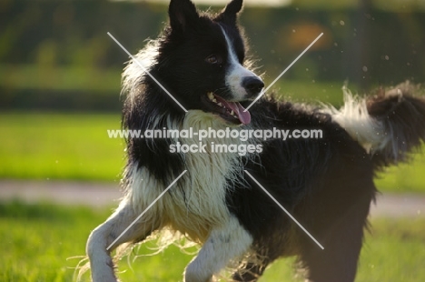 black and white border collie running free in a park