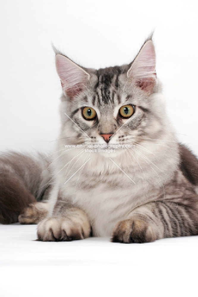 silver tabby Maine Coon, portrait