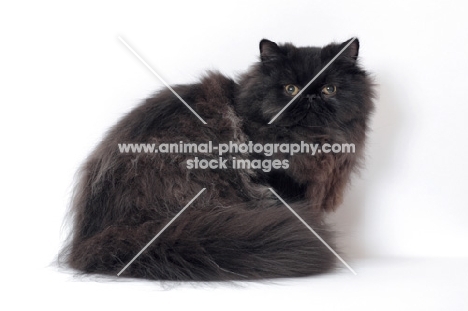 black persian cat, male