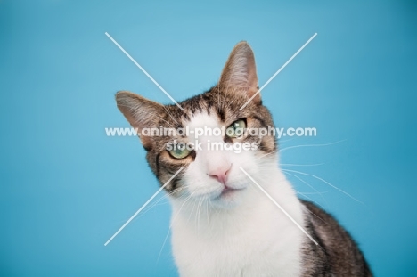 Household cat on blue background, looking at camera