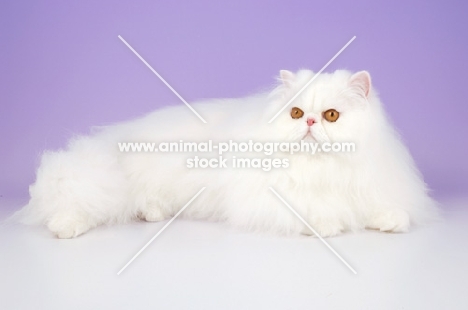 orange eyed white Persian lying down on purple background