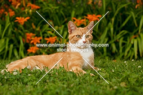 cat ltying down in garden