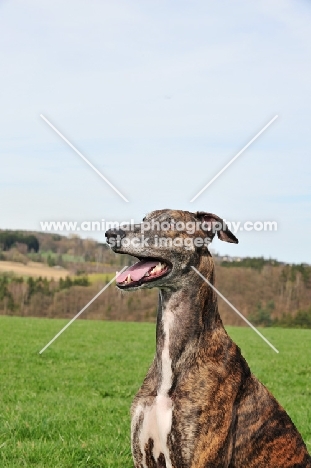 brindle and white Greyhound portrait