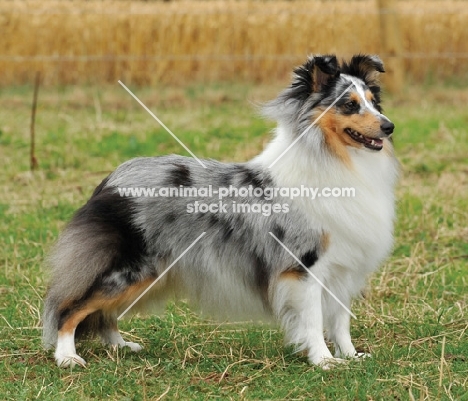 Shetland Sheepdog, posed