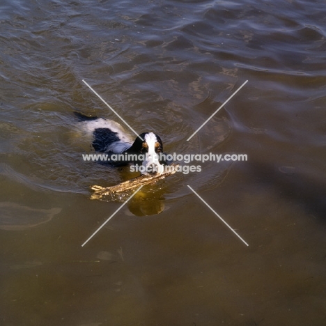 english cocker spaniel swimming in water in USA carrying a branch