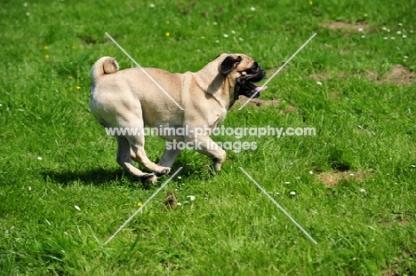 Retro Pug cross between pug and Parson Russell Terrier to improve breathing due to longer nose