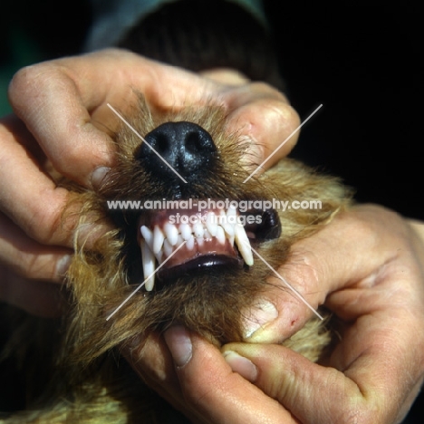 showing teeth of norfolk terrier - correct bite