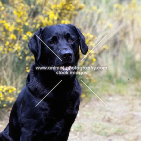 black labrador looking at camera, head study