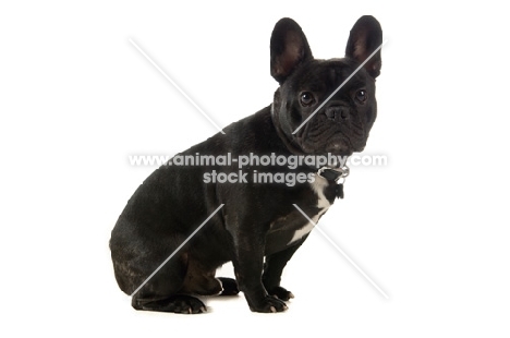 young French Bulldog on white background