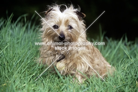 scruffy cute terrier