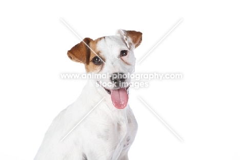 Jack Russell looking at camera, on white background