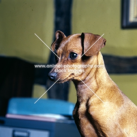 miniature pinscher portrait 