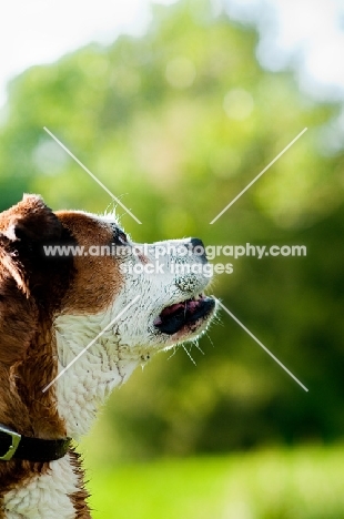 Boxer x Terrier dog