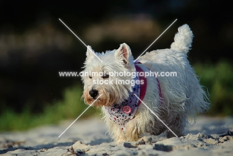 West Highland White Terrier