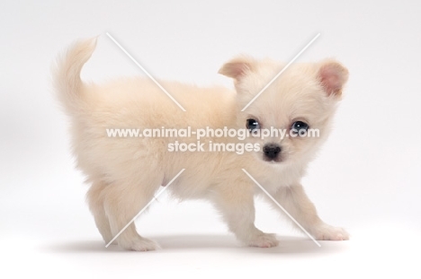 smooth coated Chihuahua puppy