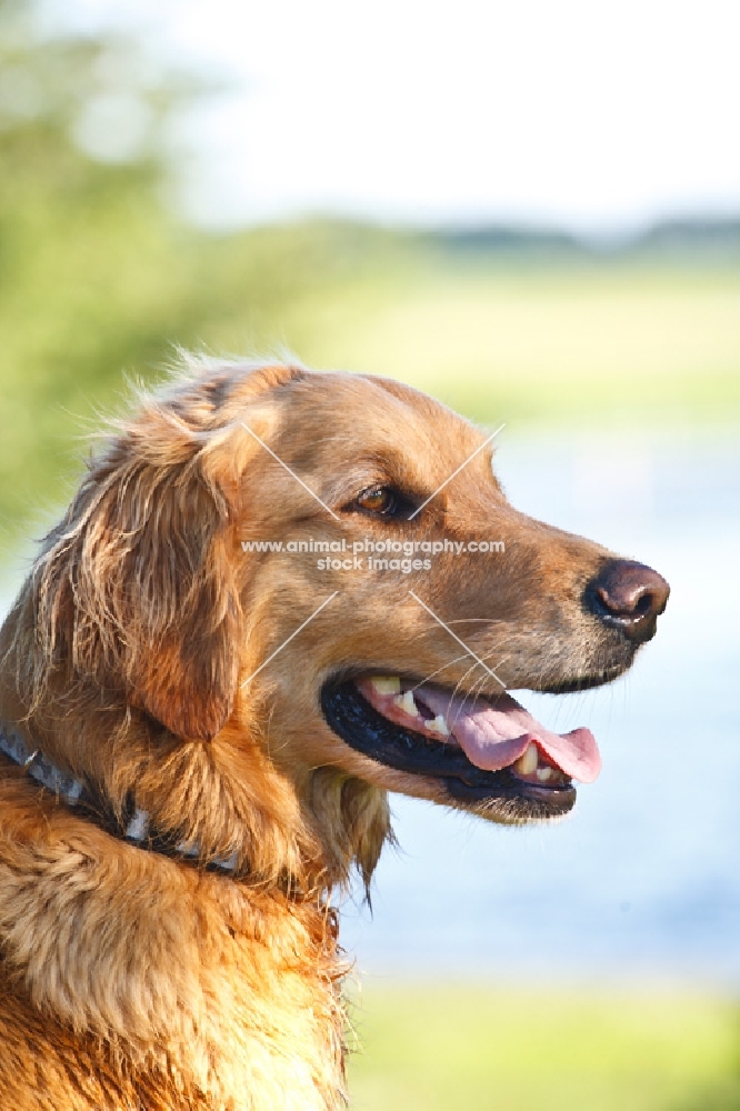 golden retriever portrait