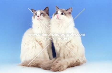 blue bicoloured Ragdolls