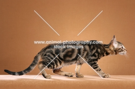 Sokoke, 4 month Brown Marble Tabby Male