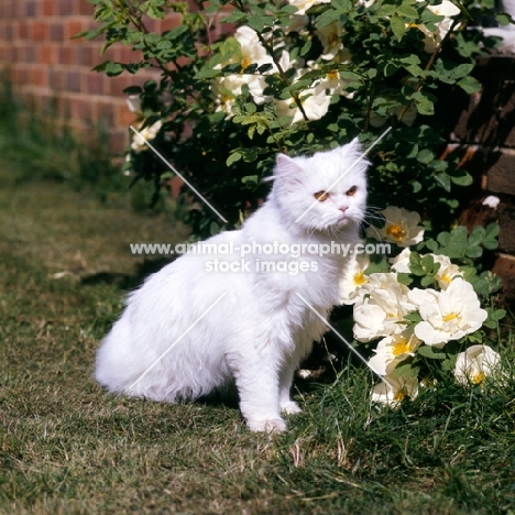 orange eyed white long hair cat out of coat, among roses