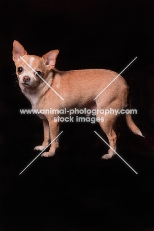 Chihuahua on black background