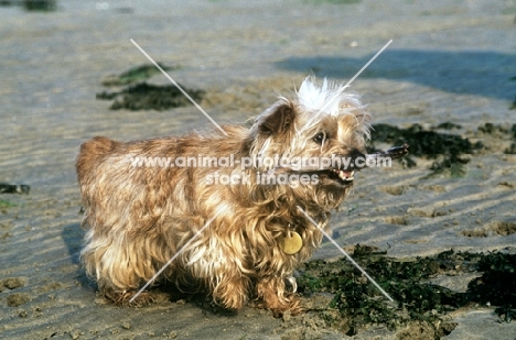 unkempt norfolk terrier carrying a stick on the beach